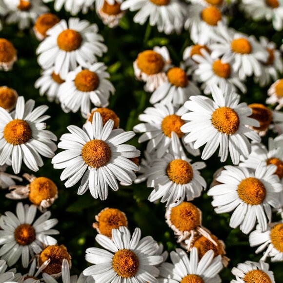 Meet your Posher, Lily - Picture 1 of 1